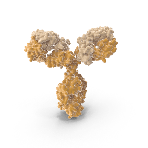 [0793-10-10011] Monoclonal Antibody to GAPDH  Clone: ABM22C5   25 µg 